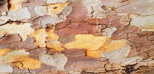 Multi-layered, multi-colored, wooden background. The texture of the tree bark.