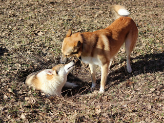 dog family walk in forest lovely 