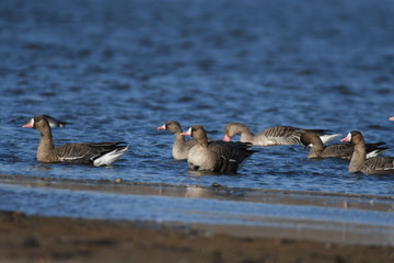 Greater White-fronted Goose (Anser albifrons) 