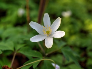 white flower
