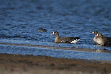 Greater White-fronted Goose (Anser albifrons) 