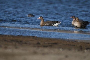 Greater White-fronted Goose (Anser albifrons) 
