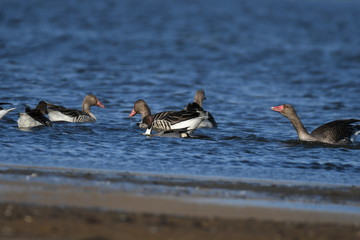 Greater White-fronted Goose (Anser albifrons) 