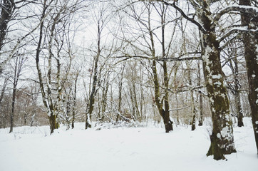  Landscape of a snowy forest in Basque country