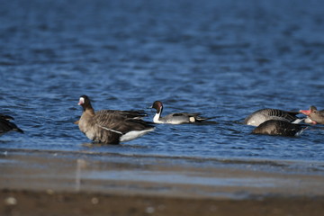 Greater White-fronted Goose (Anser albifrons) 