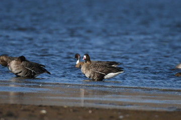 Greater White-fronted Goose (Anser albifrons) 