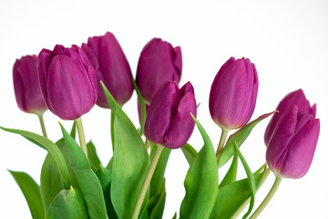 Purple tulips isolated on white background