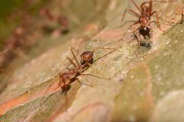 Close-up shots of red ants on trees in the garden