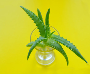 Naklejka premium Aloe on a yellow background