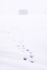 Animal Footprints to feed hut in snowy field in fog
