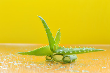 Aloe on a yellow background