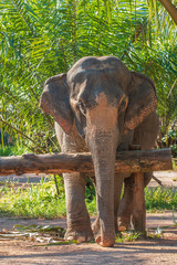 elephants living the good life in thailand without chains whip and without being ridden ever