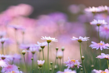 Pink flowers in the garden