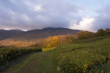 Obraz premium panoramic view of the tea plantations in the mountains. Against the background of a stormy sky. Autumn