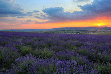 Lavender blooms in the field, a beautiful sunset in the Crimea