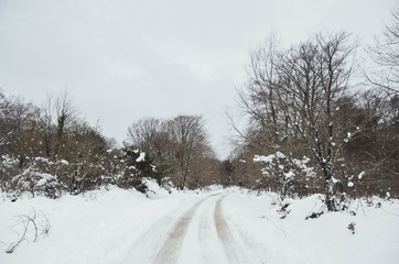  Landscape of a snowy forest in Basque country