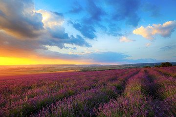 Fototapeta na wymiar Blooming lavender in a field at sunset in Crimea