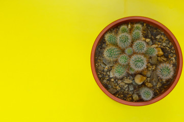 Cactus in a pot on a yellow background.