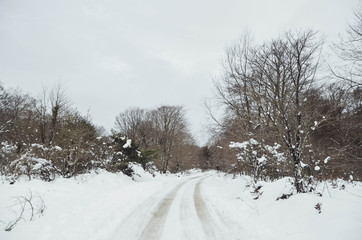 Obraz premium Landscape of a snowy forest in Basque country