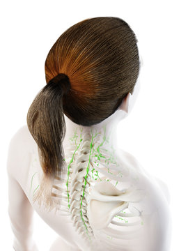 3d rendered illustration of a females lymphnodes of the back