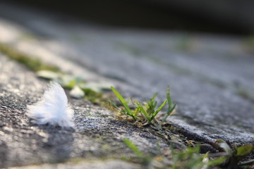 a single downy feather