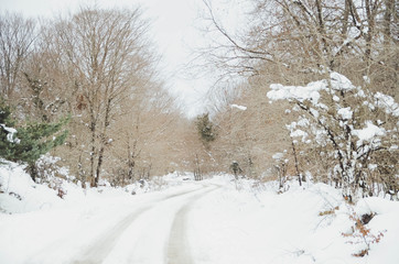  Landscape of a snowy forest in Basque country