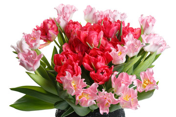 Obraz na płótnie Canvas Festive bouquet of pink and red tulips isolated on white background.