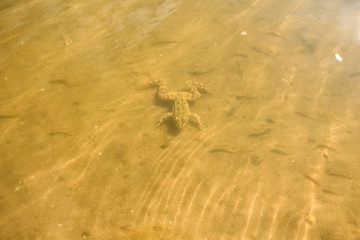 The yellow frog is lying on the bottom of the river