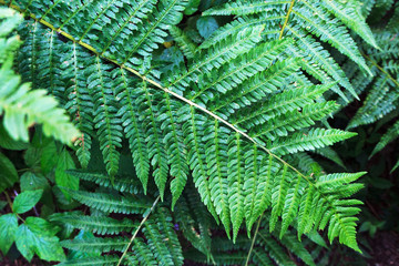 Fototapeta na wymiar closeup green leaf fern in forest at cloudy day