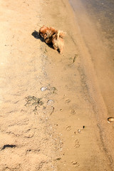 A little redhead Pekingese dog breeds runs along the sand leaving behind them