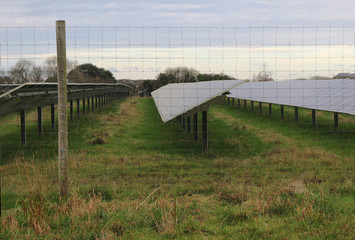 Rows of Solar Panels in a Field