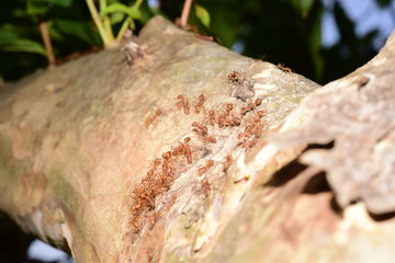 The macro image of red ants is carrying the worm back to the nest. Red ant group on the tree