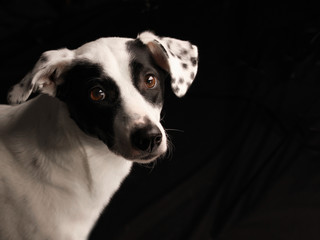Schwarz-weißer Hund mit treuem Blick