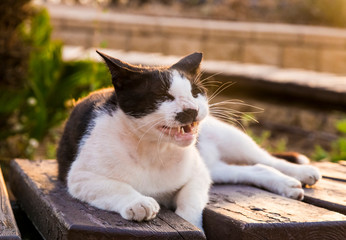Aggressive domestic cat hisses and grins
