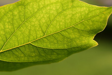 flower blooming.Beautiful flowers in the garden Blooming in the summer.Landscaped Formal Garden.	