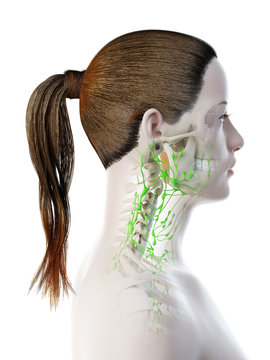 3d rendered illustration of a females lymphatic system of the head and neck