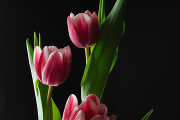 Tulips on black background