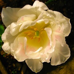 White tulip flower in the sun rise
