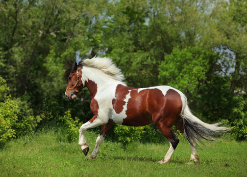 Painted Tinker pony horse galloping in meadow
