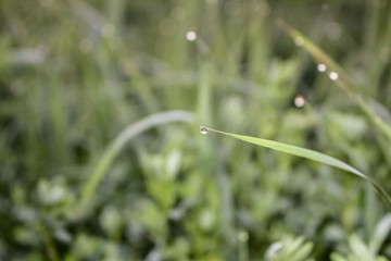 Morning dew on green grass	