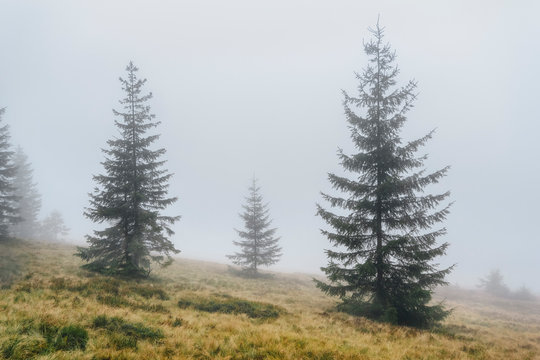 Spruce trees in fog in the Carpathian Mountain Range, Ukraine