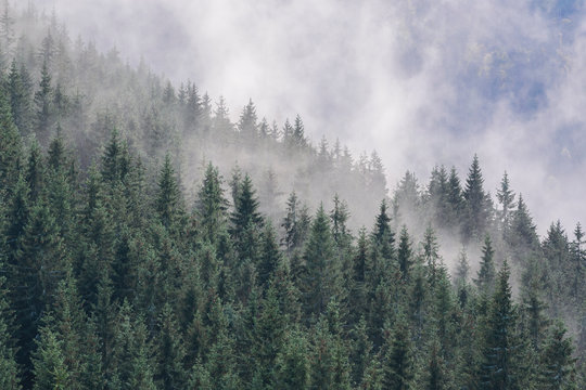 Fog over pine forest in Carpathian Mountain Range, Ukraine