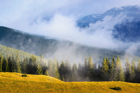 Fog over pine forest in Carpathian Mountain Range, Ukraine