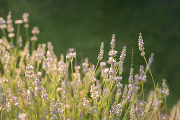 field of fresh lavender lilac in the sun on a green blurred bokeh background. Banner. Copy space