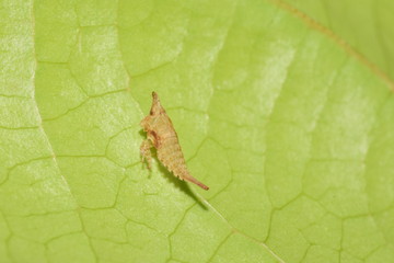 Macro picture of the shell of the molting insect on the green leaf.