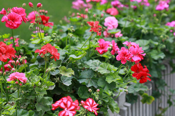 Multicolored geranium in the flower bed