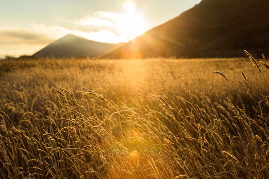 Sunset over mountains and wheat field