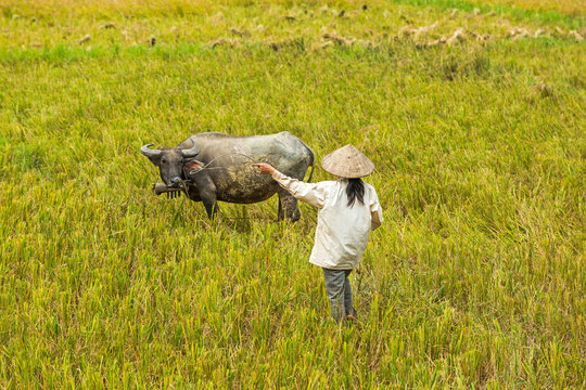 Woman with buffalo in rice paddy