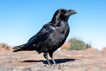 close up of Imperial Raven in the blue sky