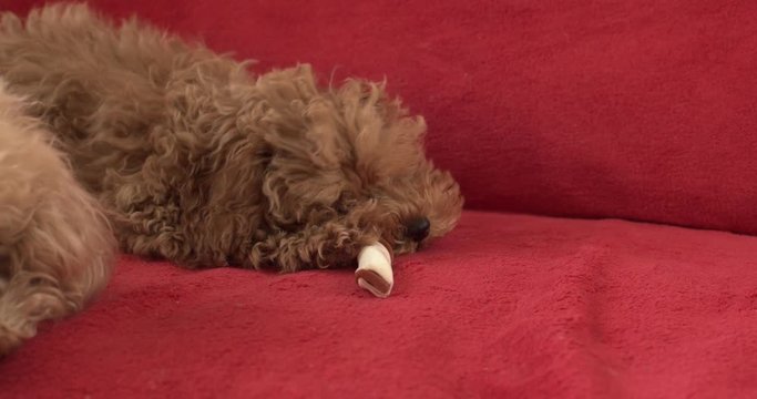 A puppy, a poodle breed, nibbles a wand. Close-up.  Slow motion 4K.